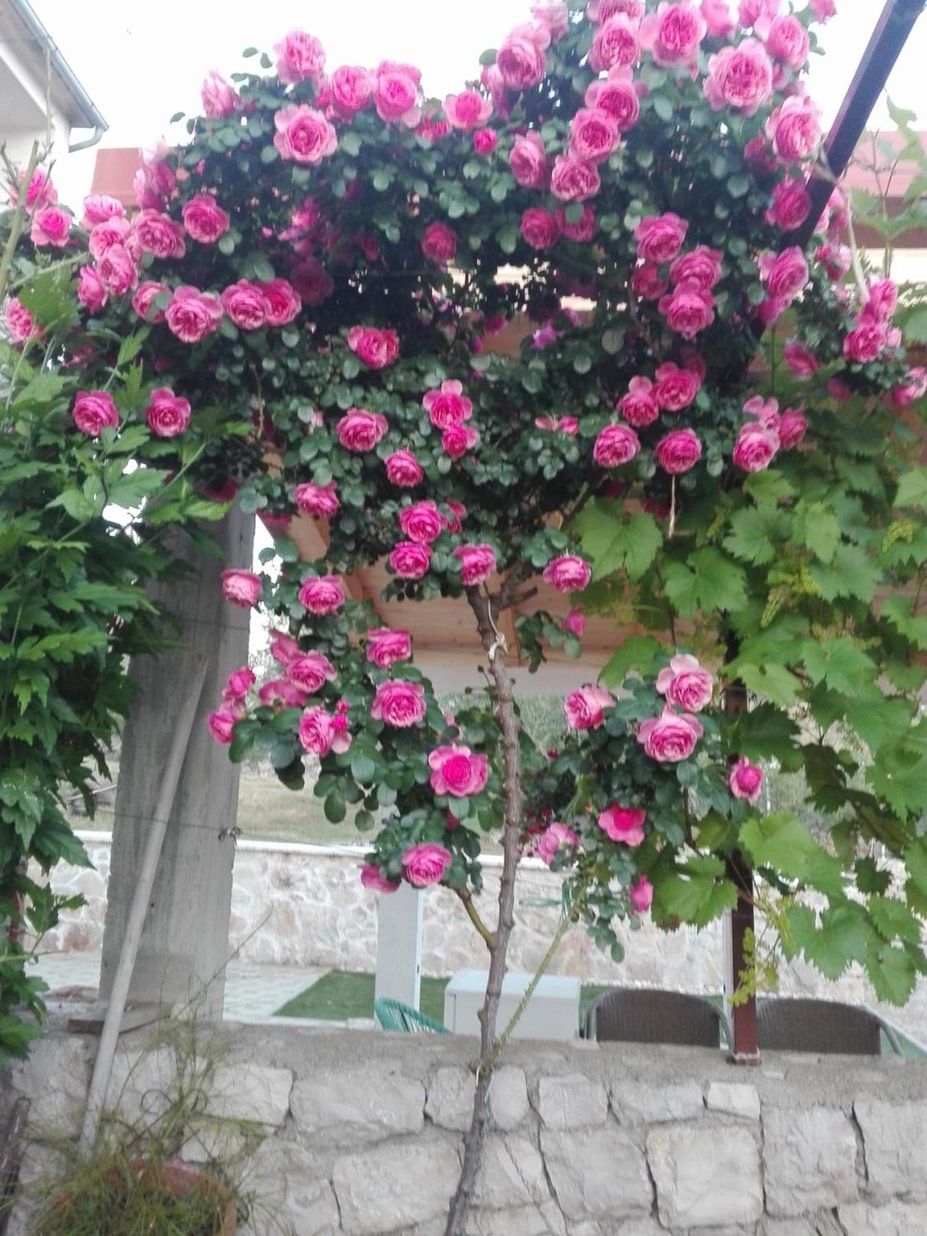 Dalmati House Hotel Brodarica  Exterior foto